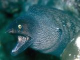 Moray eel head
