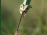 Chameleon tongue in action