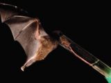 The tongue of the Anoura bat