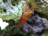 The Peppermint shrimp