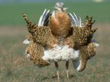 The Great bustard