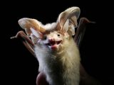 The Long-eared desert bat