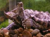 Alligator snapping turtle and its tongue
