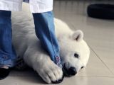 Polar bear cannot get enough of its keeper