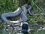 Diver comes face to face with a super-sized anaconda