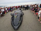 Humpback whale beaches itself, people set up a funeral