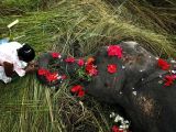 Elephant gets hit by a train, villagers cover it with flowers