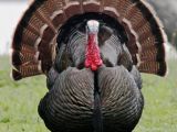 Researchers find male turkeys fancy heads on sticks