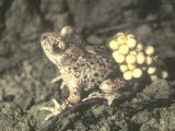 Male of midwife toad