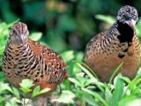 Pair of buttonquail. The larger and brighter colored individual in the right is the female