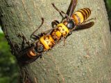 This are two Japanese giant hornets