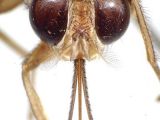 This is the head of a tsetse fly