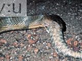 King cobra swallowing a snake