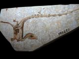 sinosauropteryx fossil