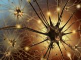 The protein influences communication between neurons