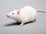 Scientists toyed with the protein to improve brainpower in mice