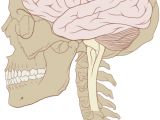 Brain inside the skull