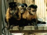 Tufted capuchin monkeys