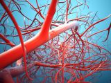 Together with an antioxidant, such cells promote blood vessel growth