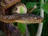 Brown tree snakes eat birds, lizards, bats, rats, and other small rodents