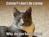 Many cats display neurological symptoms when exposed to a compound in catnip