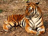 Oddly enough, tigers and other big cats react to this compound as well