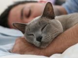 Cats use pheromones to mark their owners as their own