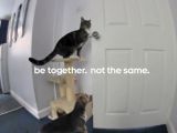 Google ad: Cat and dog open the door together