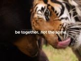 Google ad: Tiger cuddling with bear