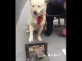 Dog can solve simple math problems