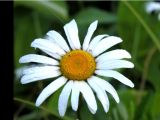 Similar yet unique way of shooting a daisy take 1