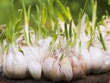 This vegetable is related to garlic