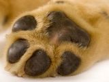 Oddly enough, it appears that dogs can sweat through their paws