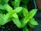 Mint, on the other hand, owes its distinct flavor to menthol