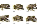 The frogs need just 3 minutes to change their appearance