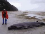Stranded pygmy right whale