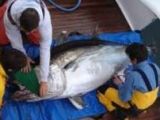 Tagging a giant tuna