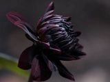 There is no such thing as perfectly black dahlias