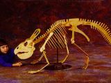 Protoceratops skeleton, the base for griffin's myth