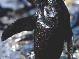 Penguin and oil spill