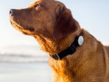Whistle fitness tracker for dogs