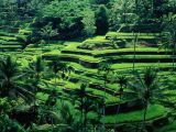 Bali paddy fields terraces