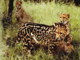King cheetah in front of two normal coated cheetah