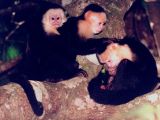 Capuchin monkeys