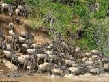 Wildebeest crossing Mara River