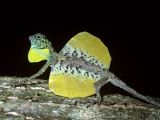 To keep safe from predators, the lizards have evolved to resemble leaves