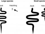 In smaller species, as opposed to larger ones, the offspring are generally a lot closer to the size of the adults