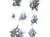 Illustrations of Laophis vertebrae reported by Sir Richard Owen