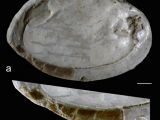 Our ancestors used to turn mussel shells into sharp tools