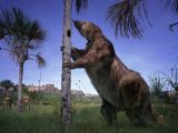 Extinct giant ground sloth
